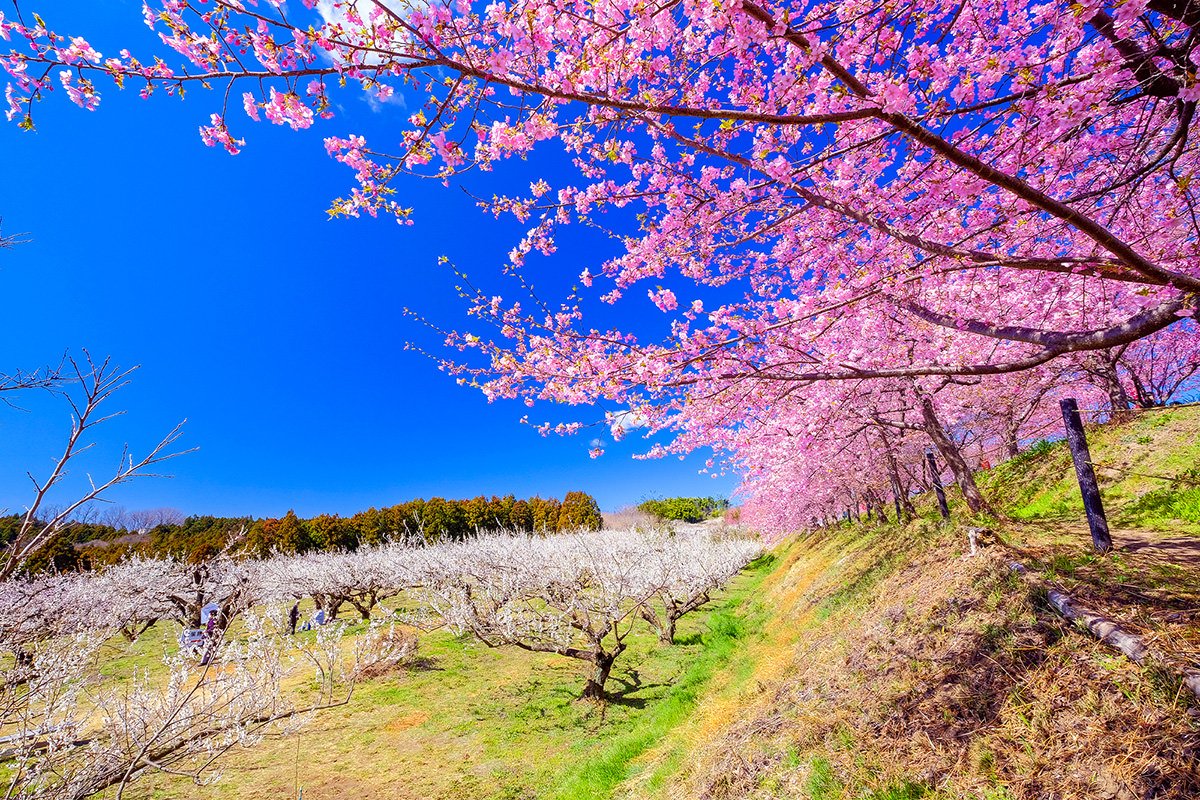 🌸 미사토 매화나무 숲 젠치 행사장 (미사토 바이린 젠치 카이죠) 이미지 9